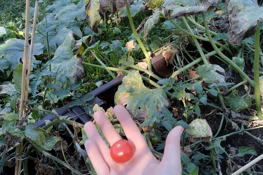 Kontrola úrody 1