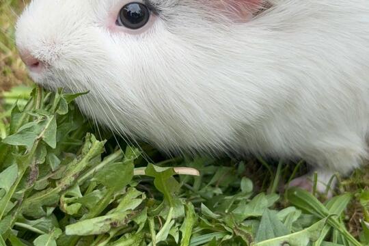 Venčíme morčátka  1