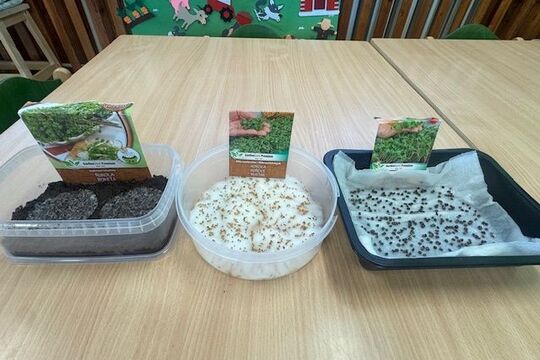 Microgreens - Sovičky 1