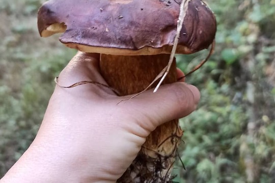 Variace na nádivku – s houbami či s tuňákem nebo zeleninou 1