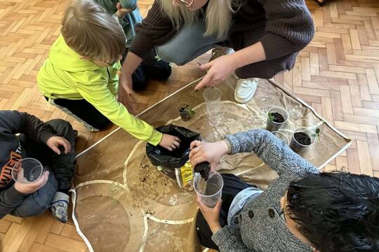 Přesazování sazeniček 1