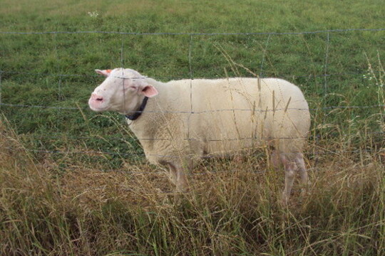 Práce na bio farmě U Chytilů 1