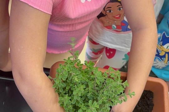 Bylinky a rajčátka od kamarádů Bylinky a rajčátka od kamarádů 1