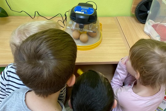 Líhnutí Kuřátek v Naší Mateřské Škole 1
