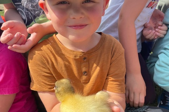 Farmář: kuřátka a kachňátka 1