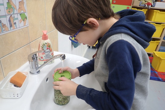 Klíčení mungo fazolí 1