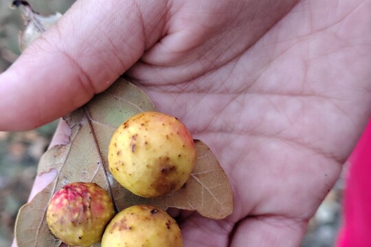 Podzimní družinka 1