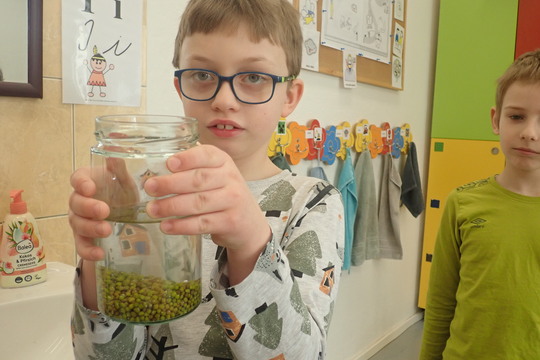 Klíčení mungo fazolí 1