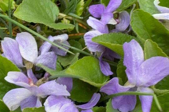 Ke svačině jaro  1