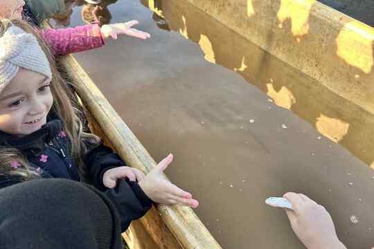 Výlov rybníka Výlov rybníka 1