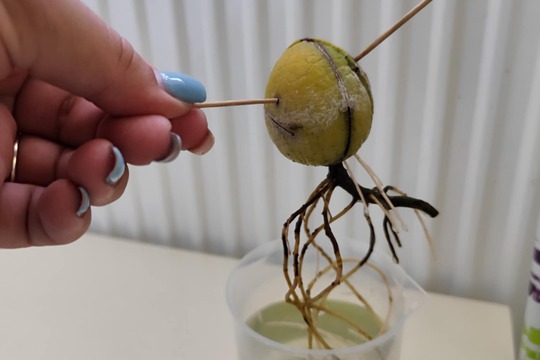 Avo...avo...avokádo 1