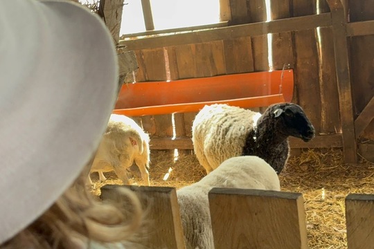 Farma a zvířátka  1