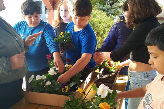 Sázení macešek  1