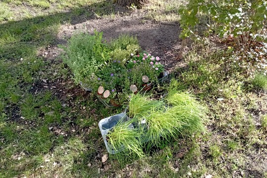 Sázíme stromy, keře a byliny na školní zahradě 1