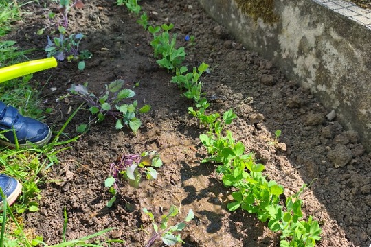 Naše malá školková zahrádka jen kvete Naše malá školková zahrádka jen kvete 1