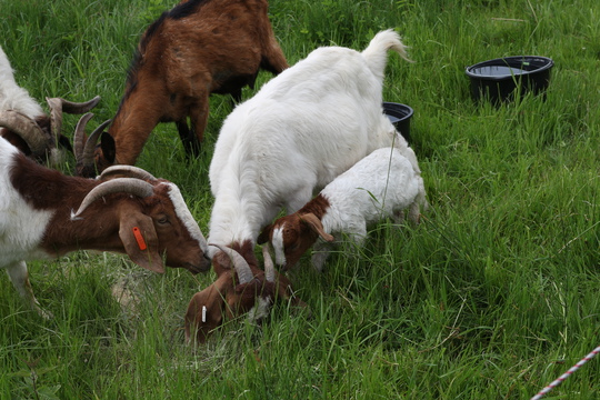 Tématický výlet za zvířátky, farma: Varnsdorfský kocour 1