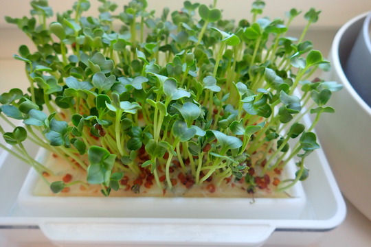 Pěstujeme microgreens 1