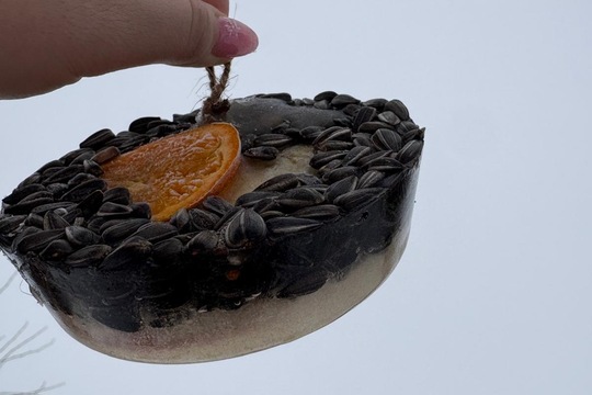 Ledová lednová krmítka  1