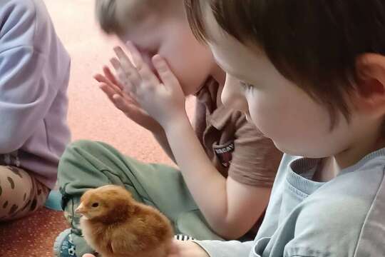 Od vajíčka ke kuřátku 1