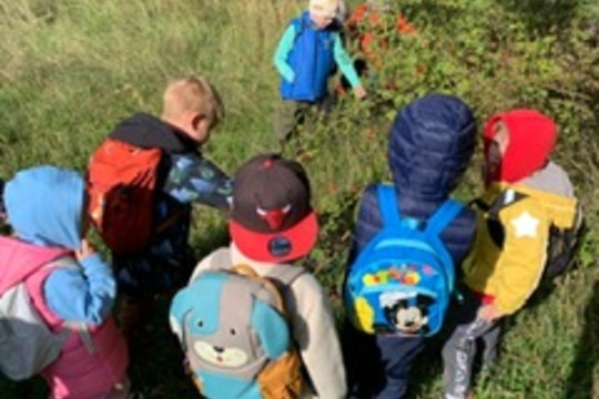 Šípky a vlastní šípkový čaj 1