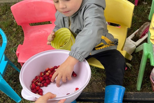 Jahodová sklizeń 1