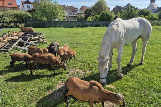 Návštěva rodinné farmy v Dobroměřicích Návštěva rodinné farmy v Dobroměřicích 1