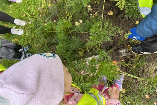 Sklízení mrkve a pečení mrkvových rohlíčků 1