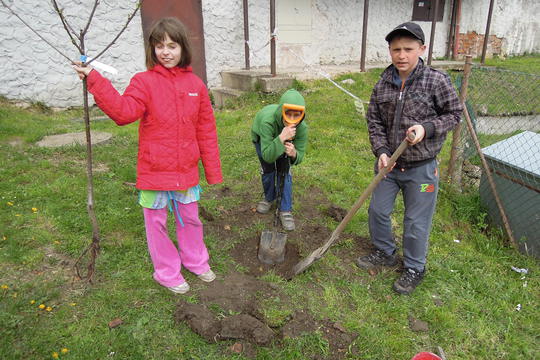 Sázení ovocných stromů na školní zahradě ZŠ a MŠ Dětenice 1