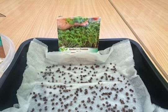 Microgreens - Sovičky 1