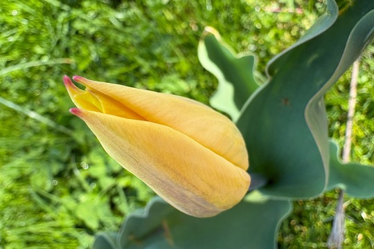 Sobotní zahrádka  1