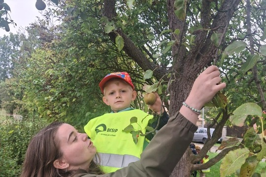 Medvídci z MŠ Soběchleby - Křížaly z místních jablíček 1