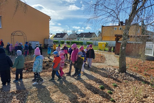 Pozorujeme naší "Jedlou školní zahradu"  1