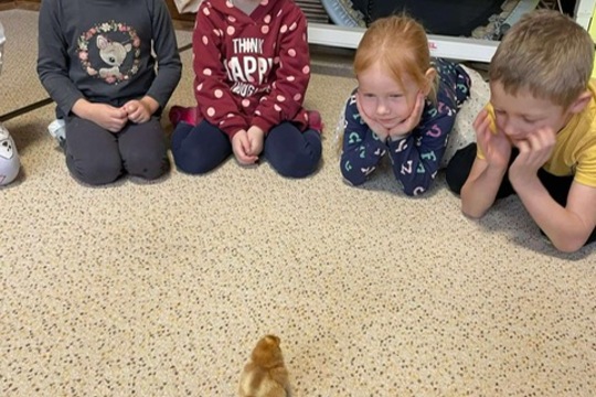 Líhnutí Kuřátek v Naší Mateřské Škole 1