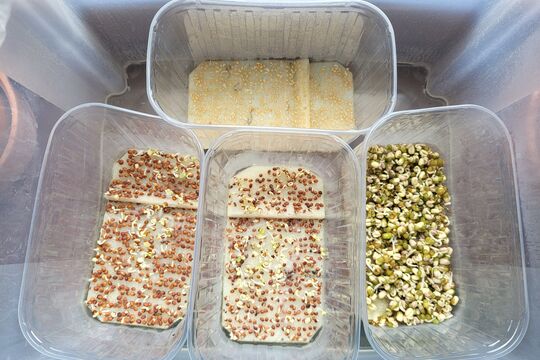 Microgreens - Kytičky 1
