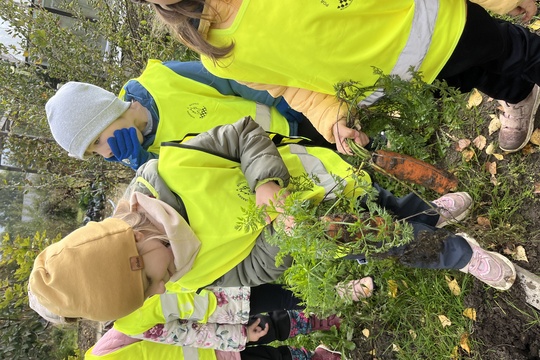 Sklízení mrkve a pečení mrkvových rohlíčků 1
