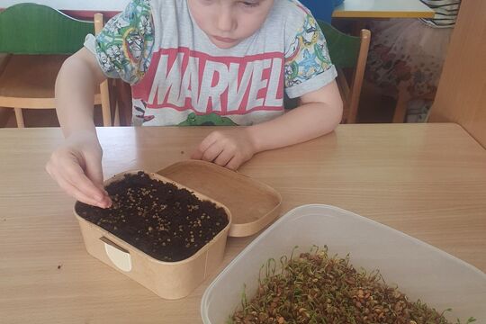 Pěstujeme microgreens - Sovičky 1