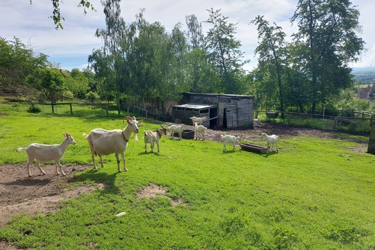 Výlet na farmu Drmaly 1