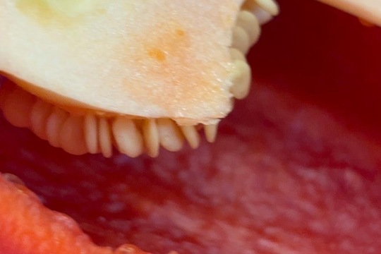 Paprika jako propojené aktivity  1