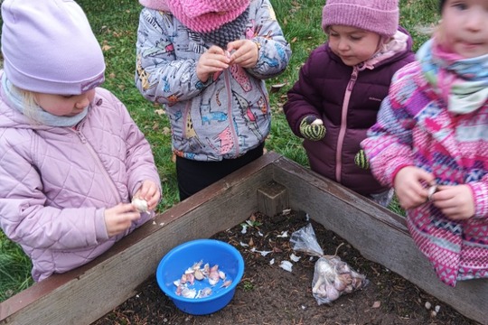 SÁZENÍ ČESNEKU V MŠ KAJLOVCI 1