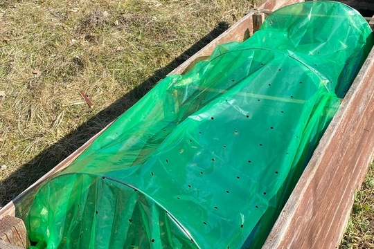 Sázení hrášku a cibule  1