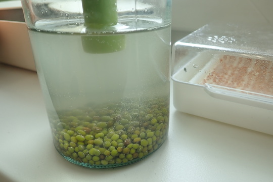 Klíčení mungo fazolí 1