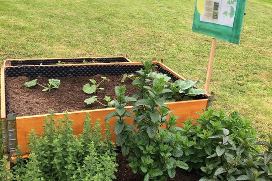 Díky podpoře společnosti Lidl se v Ludgeřovicích otevřela nová jedlá školní zahrada 1