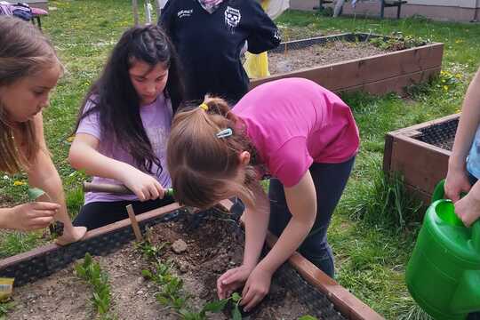 Sázení sazenic kedluben  1