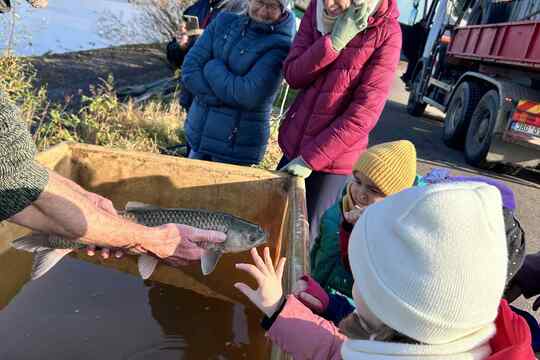 Výlov rybníka Výlov rybníka 1