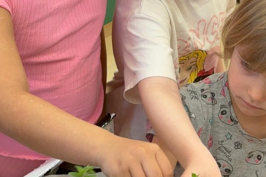 Bylinky a rajčátka od kamarádů Bylinky a rajčátka od kamarádů 1