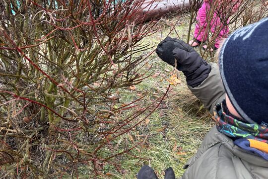 Výroba lojových koulí pro ptáčky 1