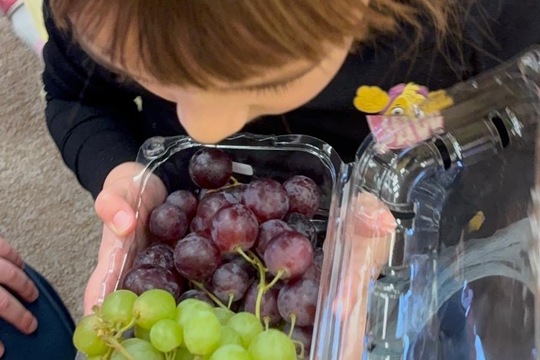 Ovoce a naše smysly  1