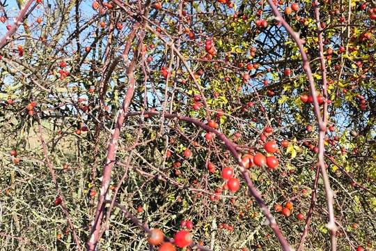 Sběrači šípků Sběrači šípků 1