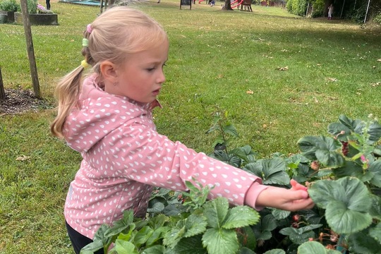 Jahodová sklizeń 1