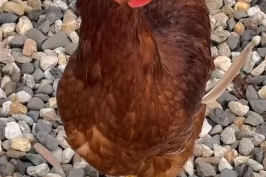 Slepice na školní zahradě 1